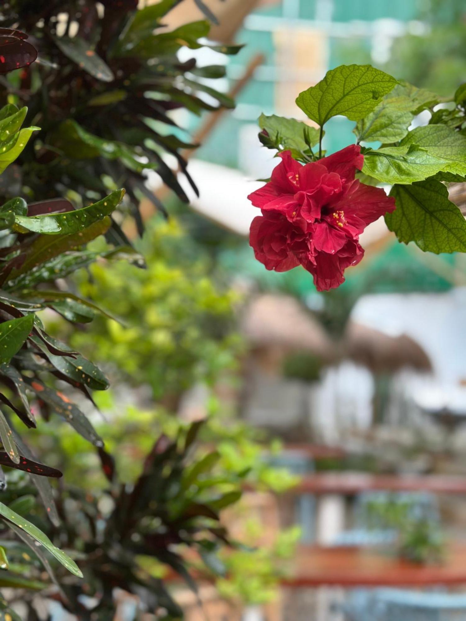 Kawayan Terrace - Boracay *